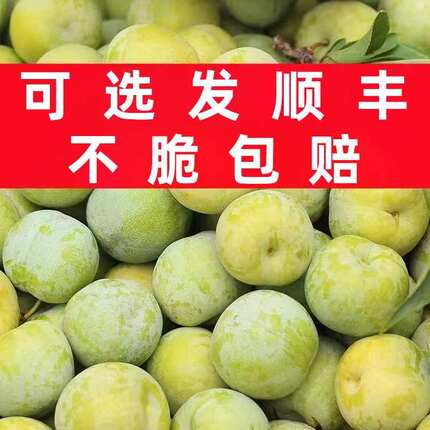 四川脱骨李子新鲜孕妇水果脆甜眉山汶川甜翠李整箱应季空心青脆李
