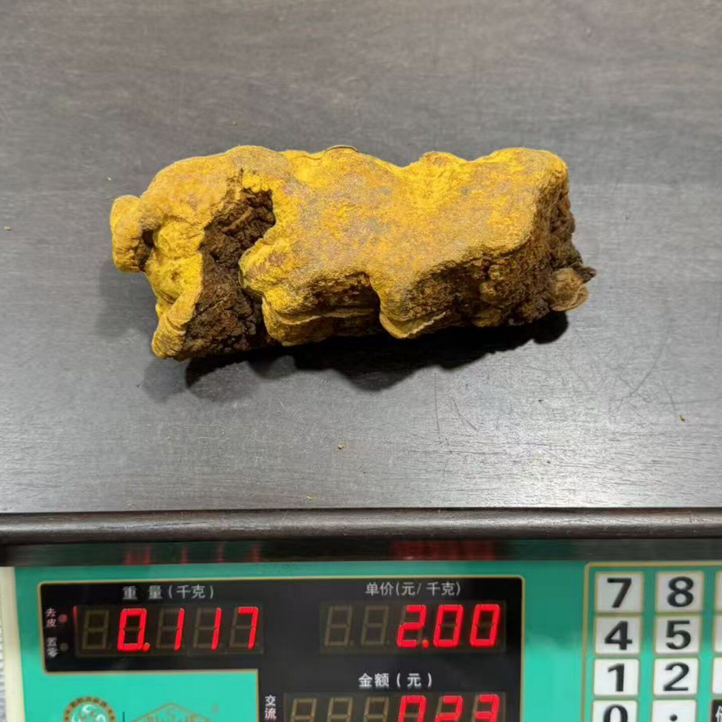 西藏野生桑树桑黄灵芝