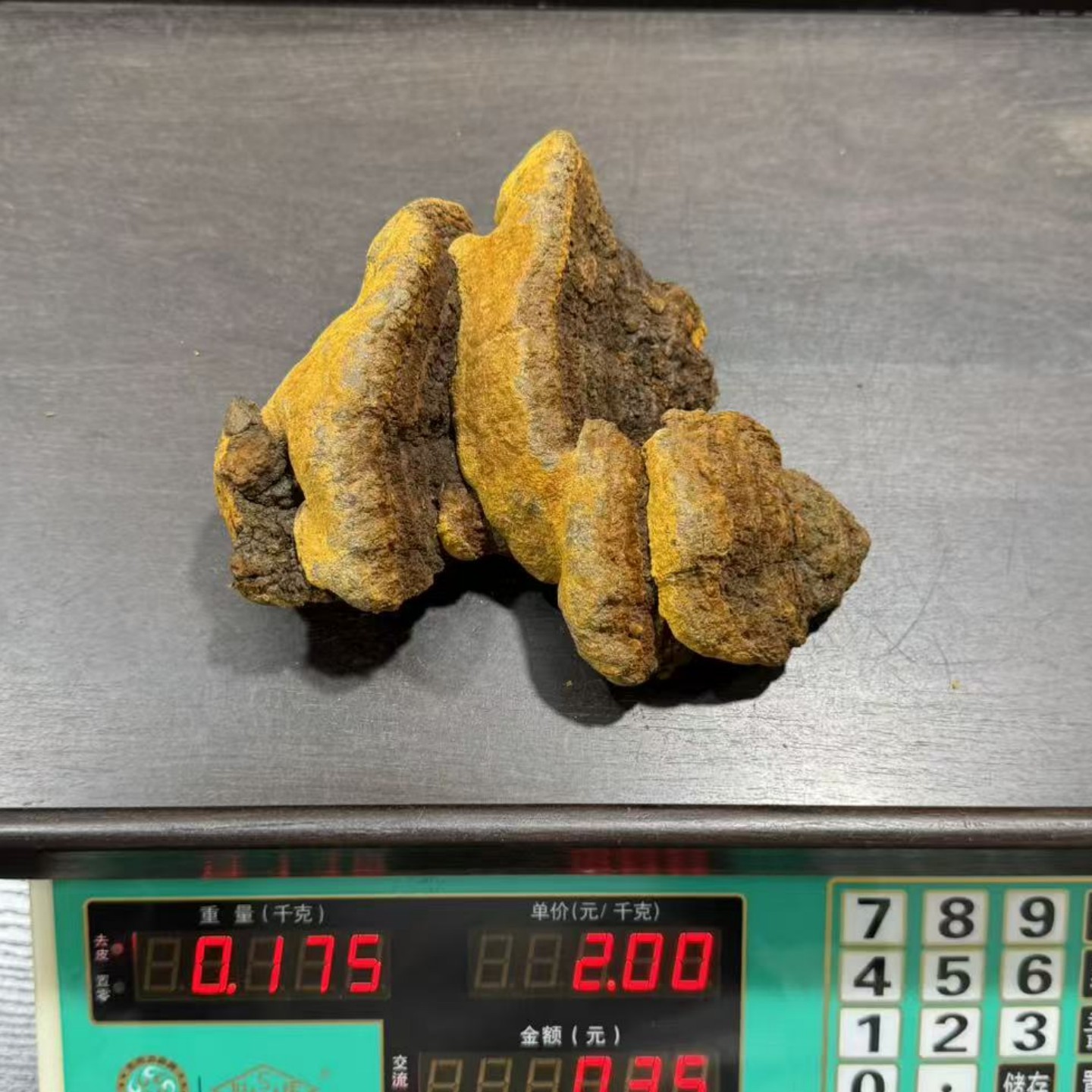 西藏野生桑树桑黄灵芝