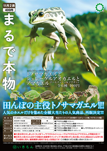 虾壳社 现货日本IKIMON扭蛋 日本雨蛙冰箱贴与挂件 爬宠动物 模型