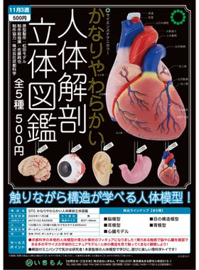 虾壳社 现货日本IKIMON扭蛋 STC 人体解剖立体挂件 内脏 眼睛器官
