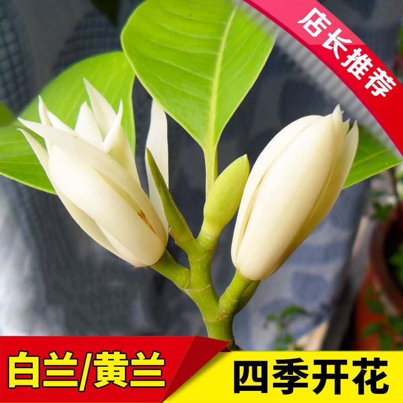 白兰花盆栽白玉兰树苗嫁接黄角兰图片