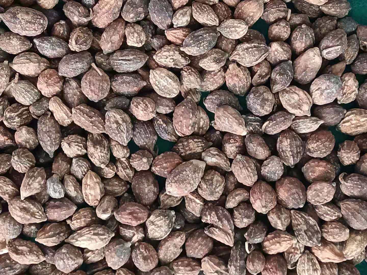 菘崖2025海南琼中南药益智仁益智子益智果干货带壳无硫,传统滋补营养品,其他药食同源食品,淘宝优惠券,粉丝福利购,淘宝优惠卷