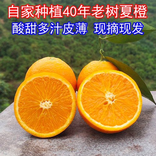 湖北秭归夏橙当季现摘橙