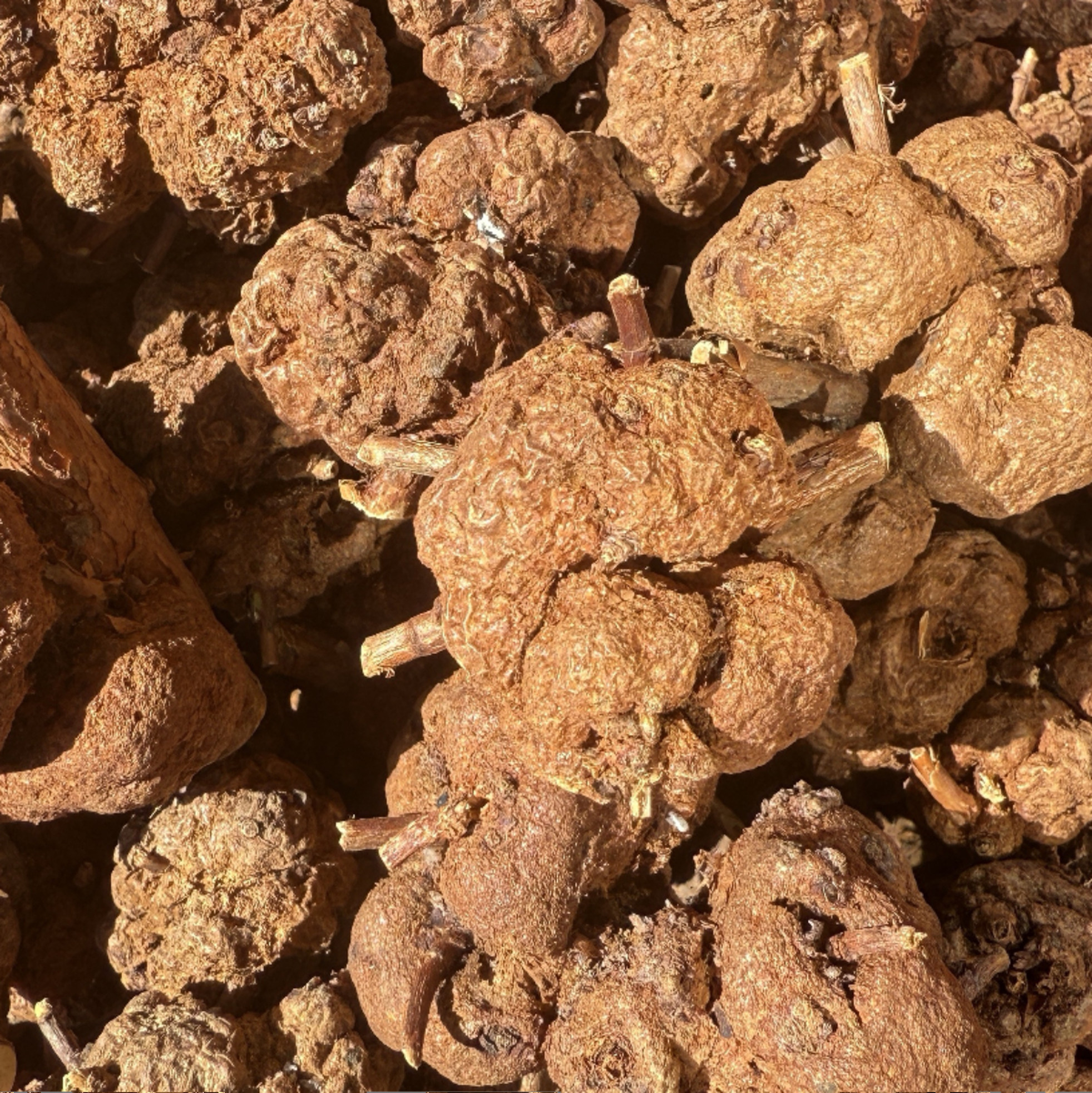 西藏野生消瘤果中药材消瘤藤消留果参消溜果消瘤子消瘤藤过路黄果