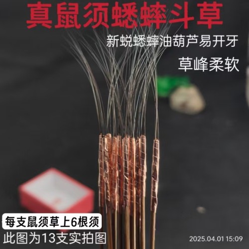 【特好鼠须草】芡草斗草蟋蟀蛐蛐格斗用草弹性好耐用易开牙