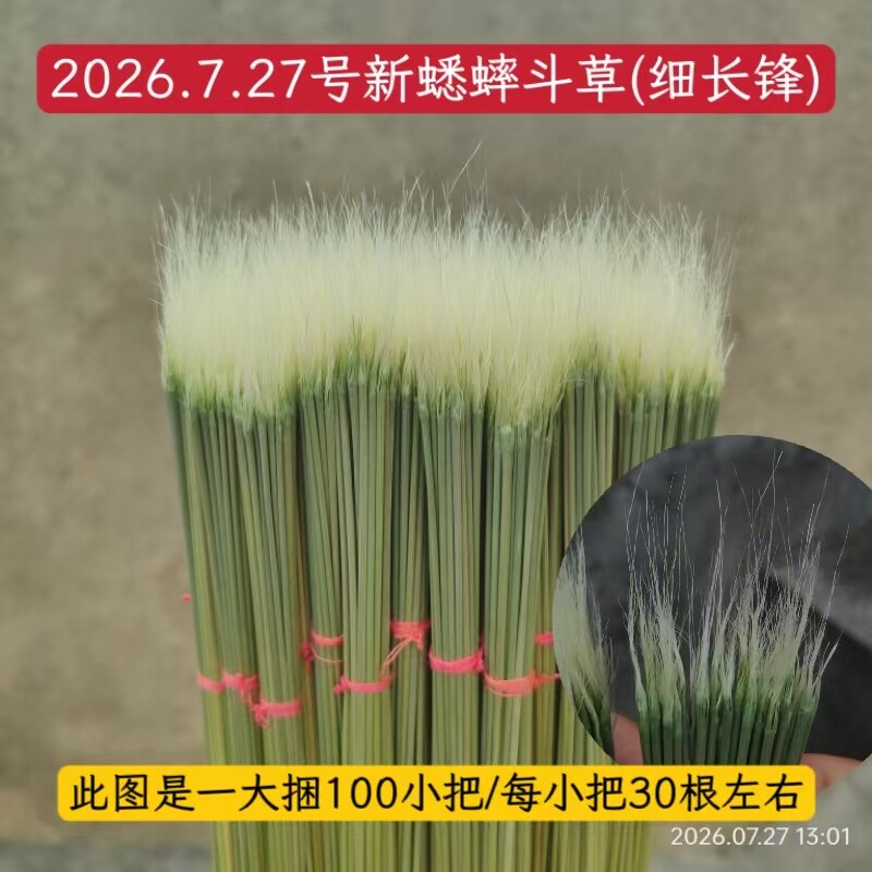 斗草青草芊草开牙草好草斗蛐蛐蟋蟀用每把30根左右纯手工蟋蟀用具图片