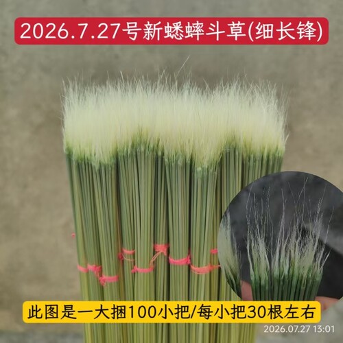 斗草青草芊草开牙草好草斗蛐蛐蟋蟀用每把30根左右纯手工蟋蟀用具