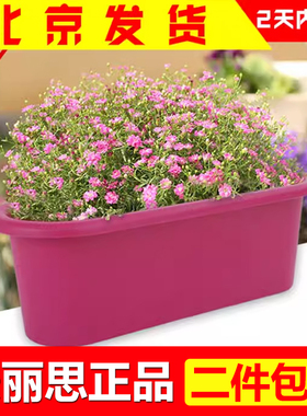 爱丽思椭圆型浅型花盆长形阳台树脂花盆塑料种花种菜盆450可储水