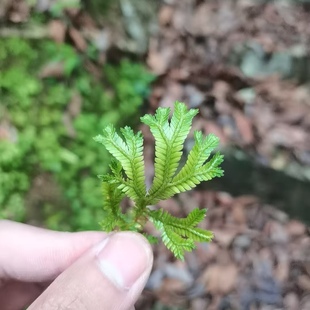 翠云草耐湿植物雨林缸水陆缸蓝玉蕨造景材料迷你绿植爬藤类植物