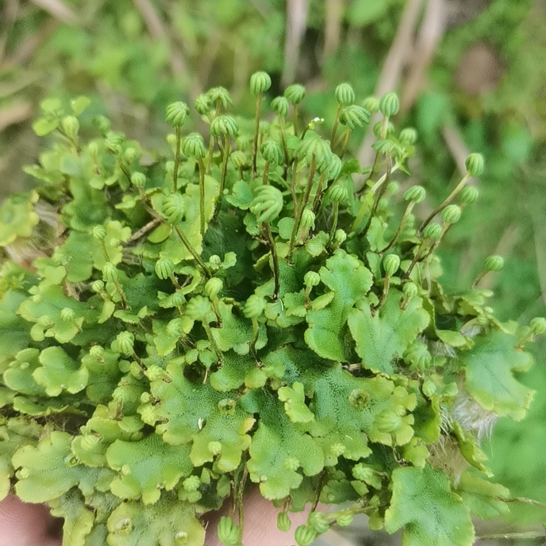 科学生物学苔藓地钱藓带孢子葫芦藓教学学术专用微景观雨林缸造景