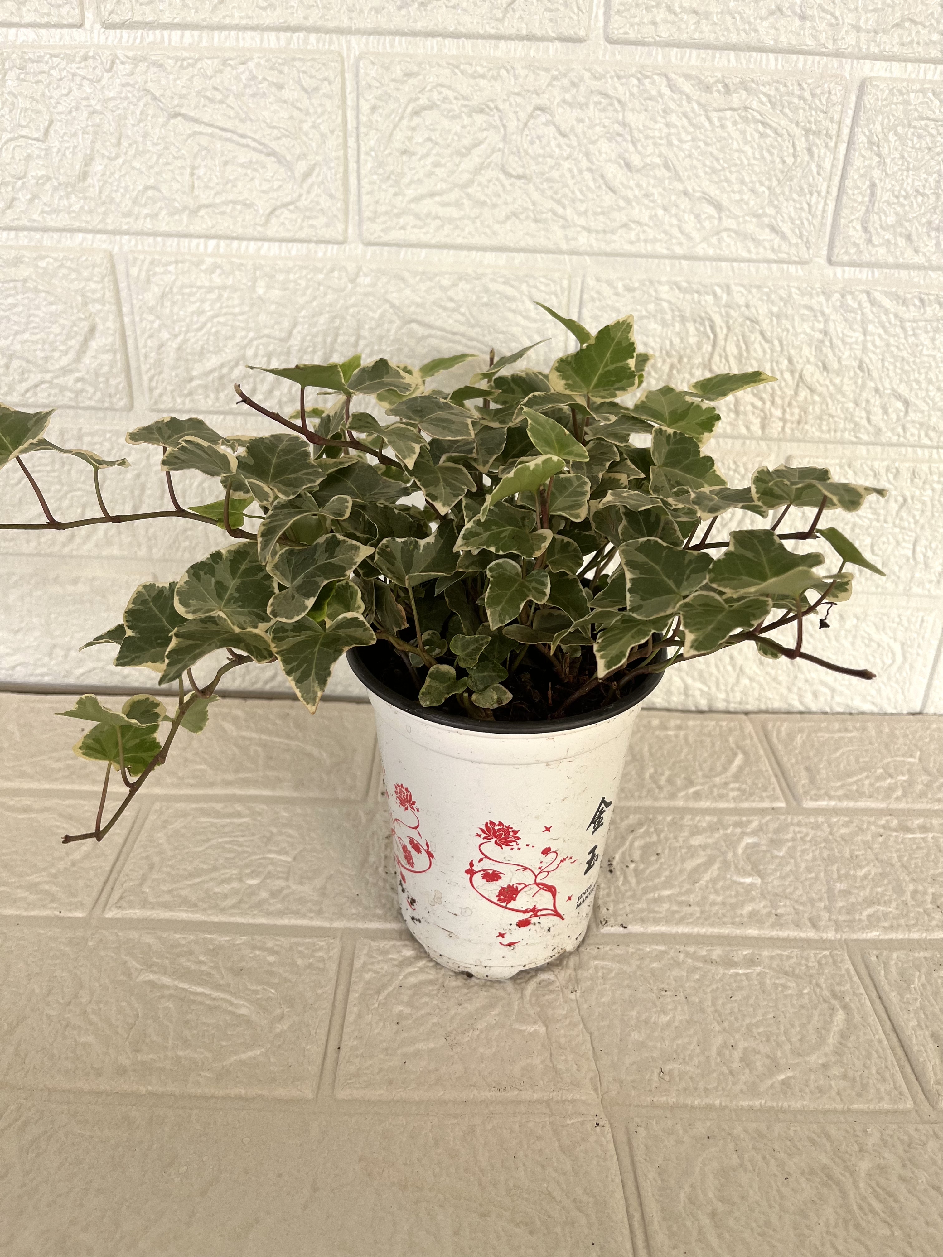 雪莹花开富贵盆栽室内客厅办公室桌面四季常青好养活绿植花卉