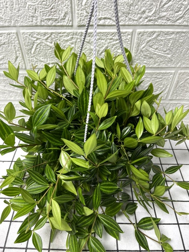 钻石翡翠吊兰室内植物盆栽绿植垂吊四季花卉好养长青