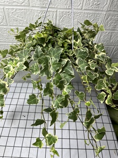 大盆雪莹常春藤盆栽 办公桌盆景 室内阳台吊篮绿植 易养
