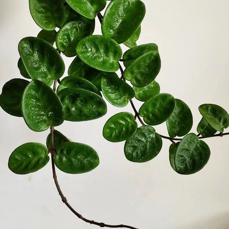 克林球顿球兰四季开花不断好养绿植花卉（高度15厘米）