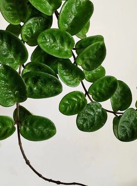 克林球顿球兰四季开花不断好养绿植花卉（高度15厘米）