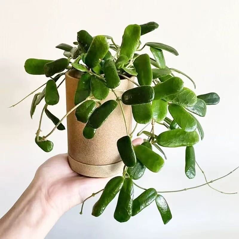 小方叶球兰盆栽室内阳台可垂吊绿植新手好养活观叶小众植物花卉