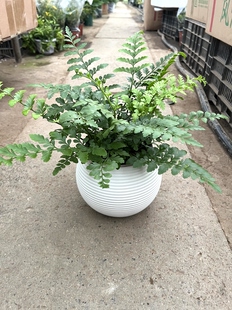 驱蚊花卉 吉姆蕨盆栽办公室绿植办公桌面小摆件室内植物好养活四季