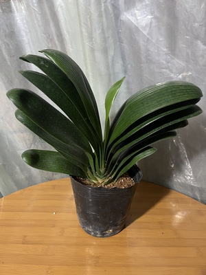 精品君子兰室内桌面绿植花卉盆栽