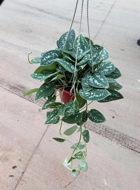银斑葛盆栽室内植物办公室桌面绿植四季常青垂吊绿萝攀爬花