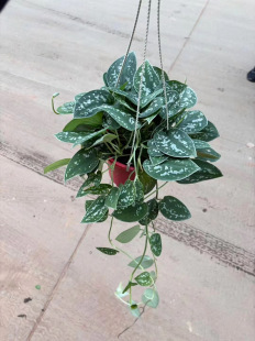 银斑葛盆栽室内植物办公室桌面绿植四季 常青垂吊绿萝攀爬花
