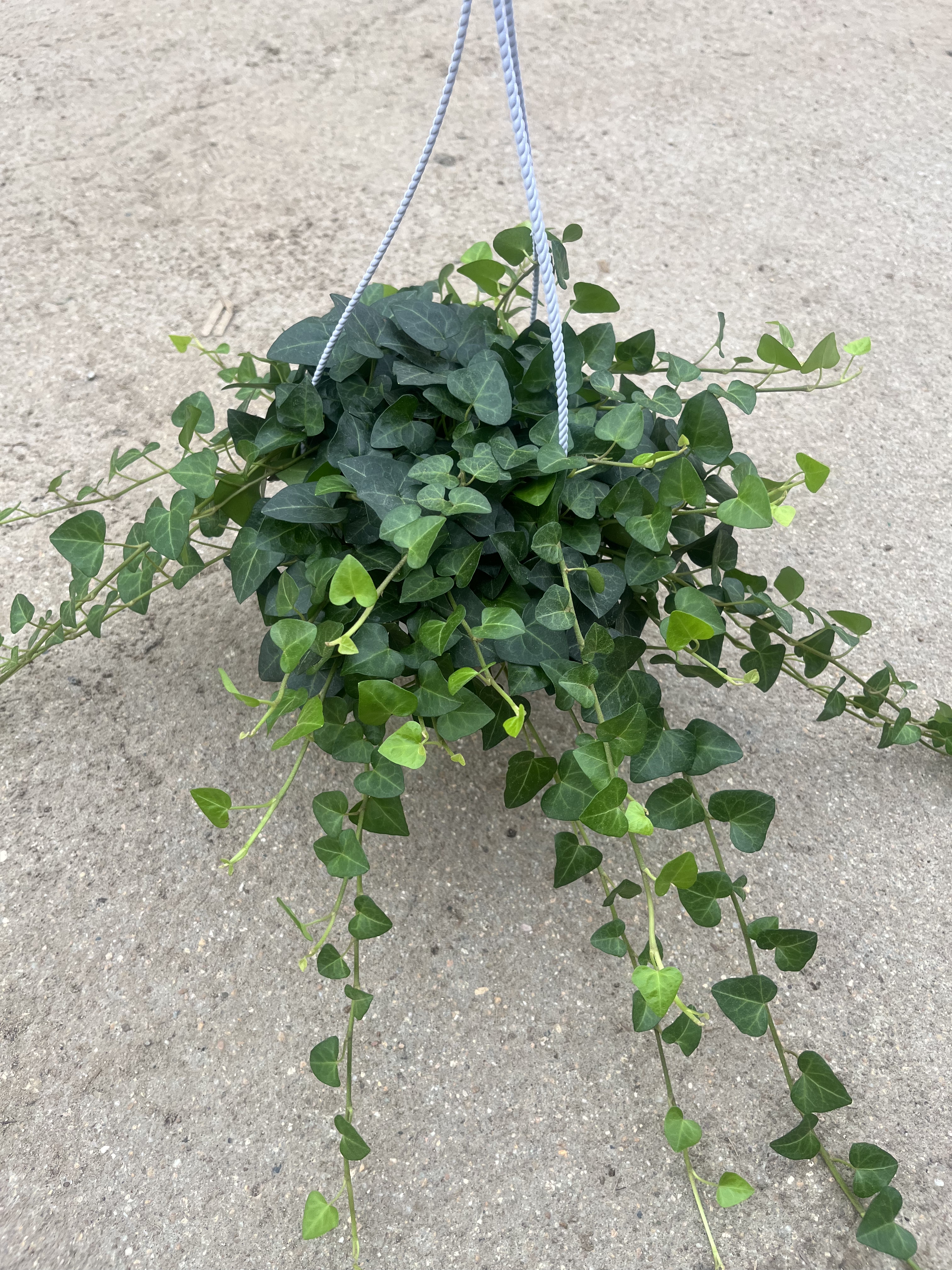 心叶常春藤盆栽爬藤植物室内桌面好养耐阴花卉净化空气