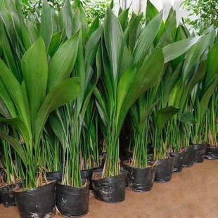 四季常青花卉 一叶兰 室内盆栽观叶绿植客厅耐寒耐耐旱 蜘蛛抱蛋