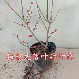 梅花树苗红梅朱砂梅绿梅龙游梅带花苞带土发货耐寒