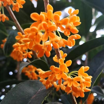 桂花树苗嫁接桂花苗盆栽沉香桂丹桂金桂八月桂观景树庭院种植浓香