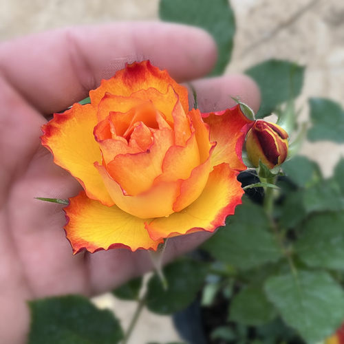 月季花苗大花 火焰月季盆栽 阳台花卉阳台月季绿植盆栽带花苞