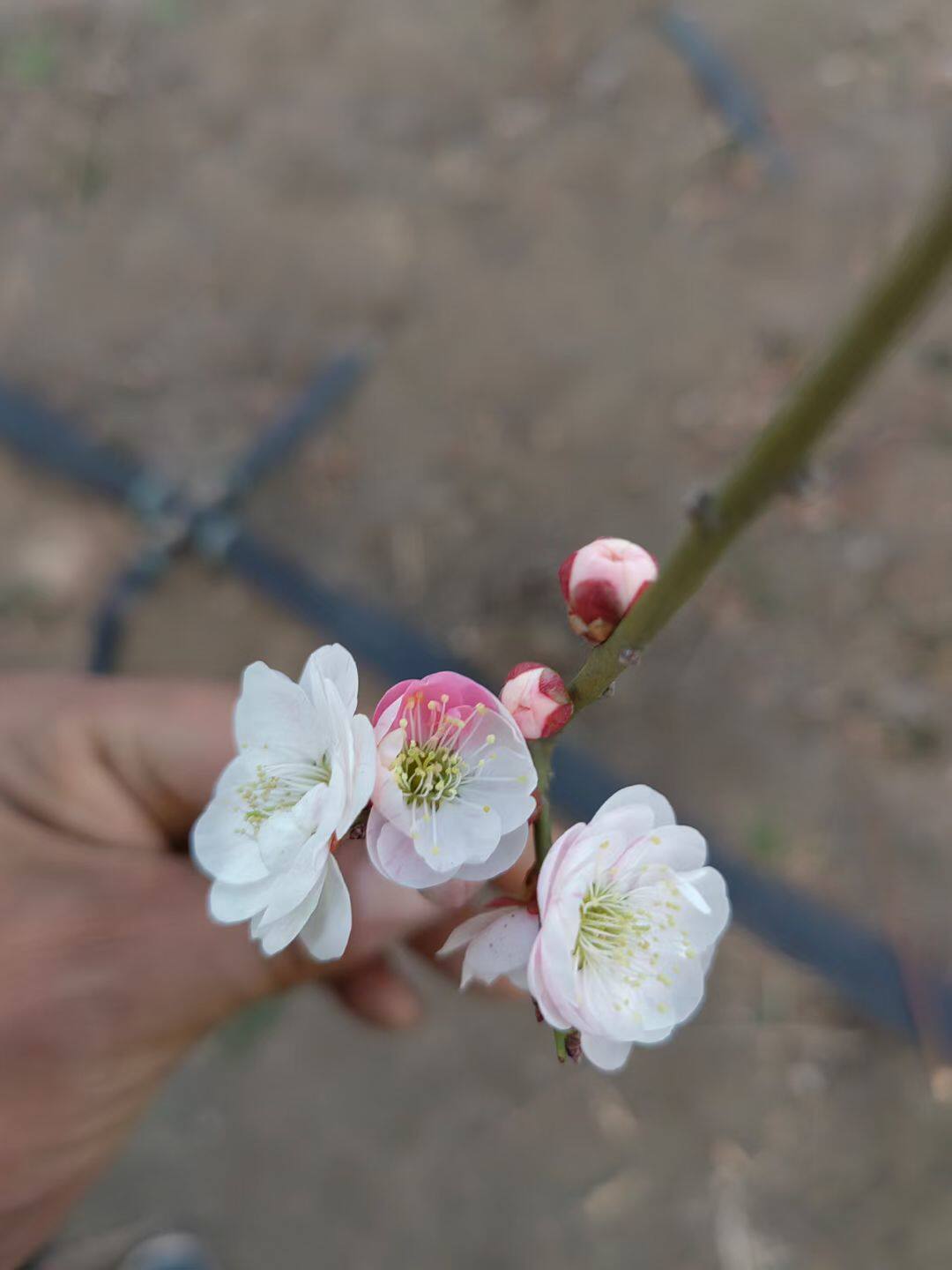 原生珍品梅花树苗复瓣跳枝梅双色