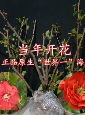 原生海棠树苗世界一号海棠花苗大富贵长寿乐海棠庭院绿植阳台花卉