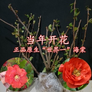 原生海棠树苗世界一号海棠花苗大富贵长寿乐海棠庭院绿植阳台花卉