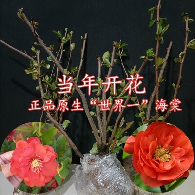 原生海棠树苗世界一号海棠花苗大富贵长寿乐海棠庭院绿植阳台花卉