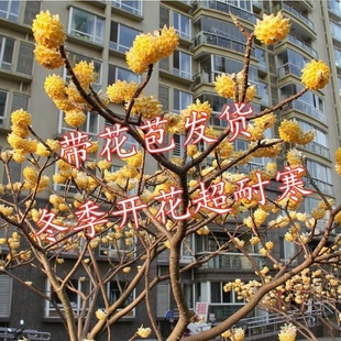 结香花树苗瑞香花庭院花卉绿植盆栽盆景打结花梦冬花三叉木耐寒