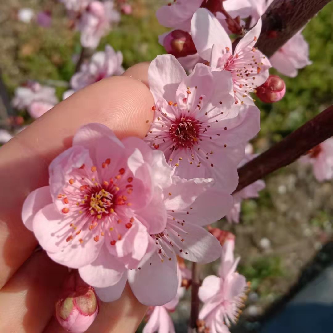 原生美人梅树苗梅花小苗庭院风景树彩叶绿植梅花盆栽盆景