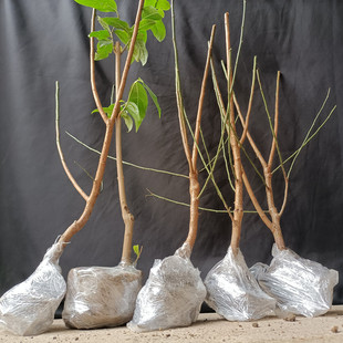 梅花树苗红绿梅小苗梅花盆栽红梅绿梅美人梅腊梅花耐寒南北方种植