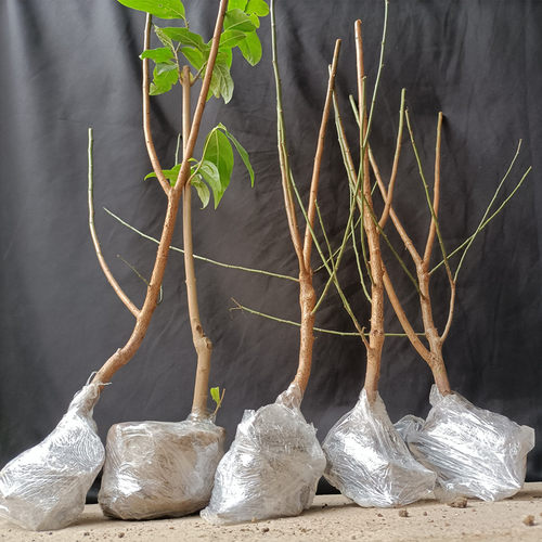 梅花苗春节前后开花冬季开花浓香