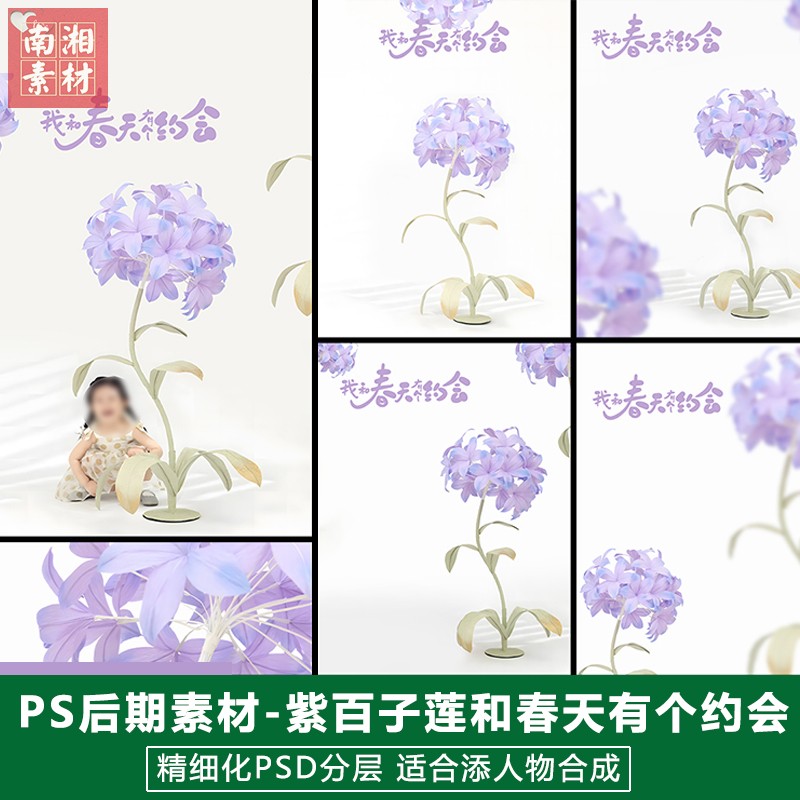 2025新版儿童影楼后期PS模板百天满月宝宝照片设计紫色百子莲素材