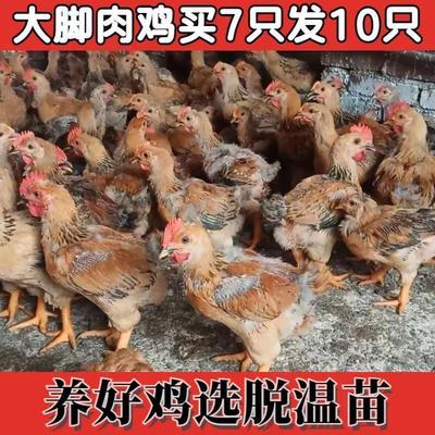 半大正宗K9鸡阉鸡九斤红鸡线鸡大型肉鸡苗红玉苗小公鸡鸡仔红公鸡