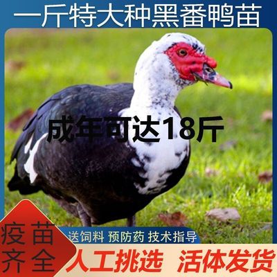 一斤黑番鸭活苗纯种包红脸黑番鸭脱温鸳鸯鸭火鸦西洋鸭散养小鸭子