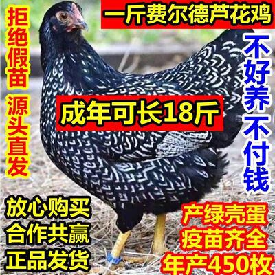 【现货秒发】一斤左右荷兰费尔德芦花鸡新品小鸡基地直发活苗包活