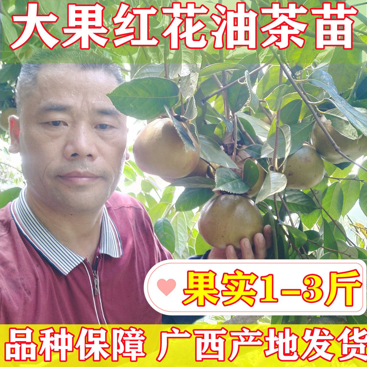 正品广西大果红花油茶苗单果1-3斤致富好品种薄皮高产嫁接茶籽树
