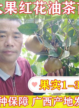 高产致富大果红花油茶苗