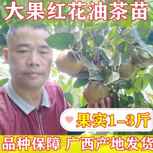 正品广西大果红花油茶苗单果1-3斤致富好品种薄皮高产嫁接茶籽树