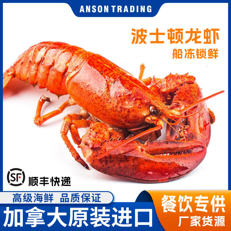 波龙加拿大熟冻波士顿龙虾麻辣龙虾烧龙虾食材海鲜批发新鲜冷冻