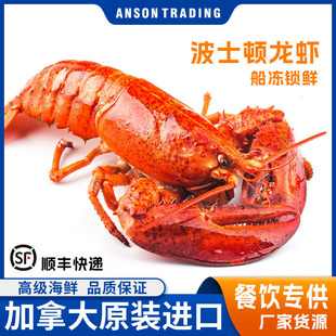 波龙加拿大熟冻波士顿龙虾麻辣龙虾烧龙虾食材海鲜批发新鲜冷冻