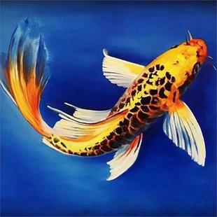 金凤凰纯种金松叶龙凤德系锦鲤淡水冷水观赏鱼招财风水鱼包邮包损