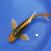 国产纯种金松叶龙凤锦鲤活鱼大型观赏冷水风水鱼苗精品大鳍尾 包邮