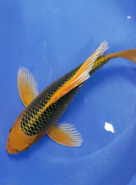 日本进口金松龙凤风水包邮锦鲤